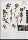 Foto von Salix cantabrica Rech. f.